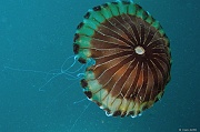 Chrysaora hysoscella-Belle Ile Basse Palais-3m-20160701-Denis-ADER-DSC_8532_tn